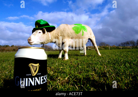 a sheep with a shamrock on its back with a can of guinness ale on St Patricks day, Devon Stock Photo