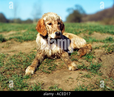 Golden Retriever dog covered in mud Stock Photo