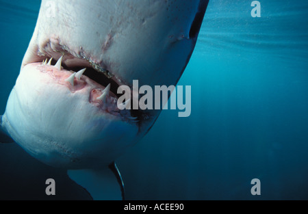 Photo NJ 25 Great White Shark Carcharodon carcharias Photo Copyright Brandon Cole SOUTH AFRICA Stock Photo