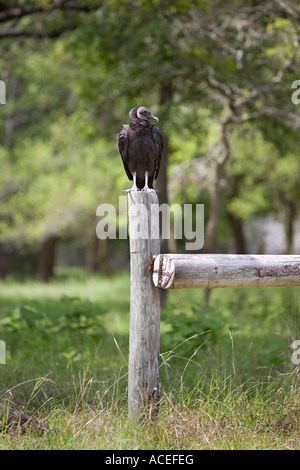 Vulture sitting on fence post vert Stock Photo