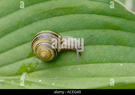 White lipped banded snail Cepaea hortensis on a hosta leaf Stock Photo