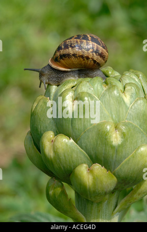 Garden snail Cornu aspersum on a globe artichoke flower bud Stock Photo