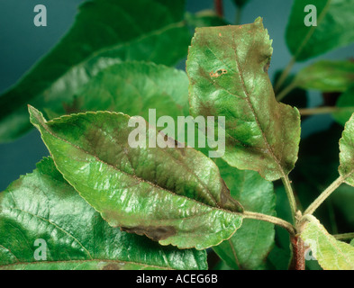 Apple Scab Venturia inaequalis leaf symptoms on tree dark fungal pustules Stock Photo