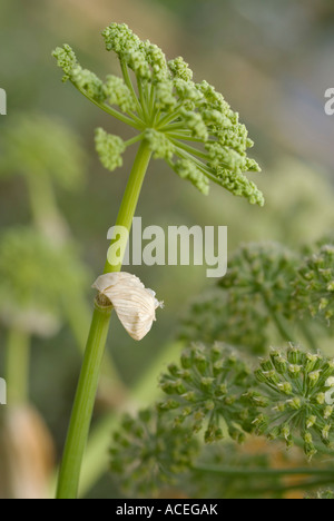 ANGELICA FLOWERS A.ARCHANGELICA Stock Photo