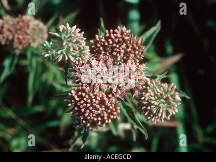 Hemp Agrimony Eupatorium cannabinum in flower Stock Photo