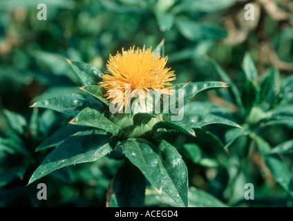 Safflower Carthamus tinctorius flower on oilseed crop Stock Photo