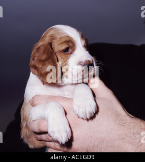 Five week old Welsh Springer Spaniel in mans hands Stock Photo