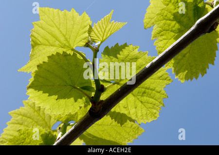 Young vine leaves Vitis vinifera backlit against blue sky Stock Photo