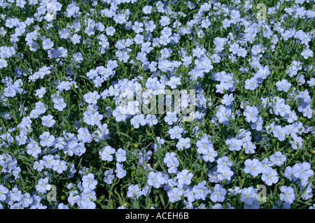 Blue flowering linseed Linum usitatissimum crop Stock Photo