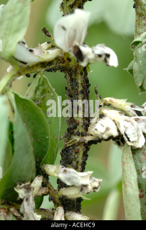 Black bean aphid Aphis fabae pest infestation some parasitised on broad bean stem Stock Photo