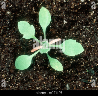 Corn poppy Papaver rhoeas seedling cotyledons and first true leaves ...