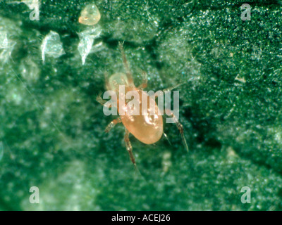 Predatory mite Phytoseiulus persimilis feeding on spider mite Tetranychus urticae egg Stock Photo