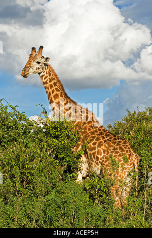 Masai Giraffe amongst thorn bushes in Nairobi National Wildlife and Game Park, Kenya Stock Photo