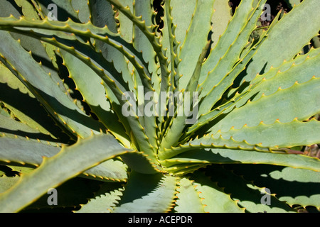 Rosette of leaves on large Aloe plant, South Africa Stock Photo