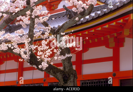 Blossoming cherry tree seen here against the background of Kiyomizu Temple in Kyoto Stock Photo