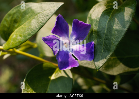 Greater Periwinkle UK Stock Photo