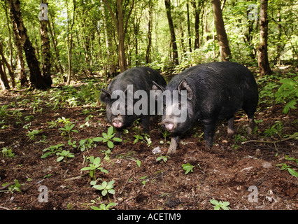 Berkshire pig a rare breed in the UK is mainly black with white ...