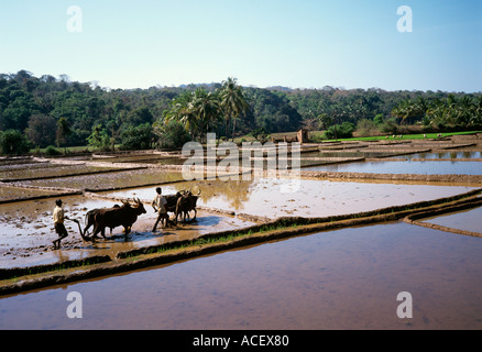 India Goa Agonda buffalo pulled ploughs preparing rice paddies Stock Photo