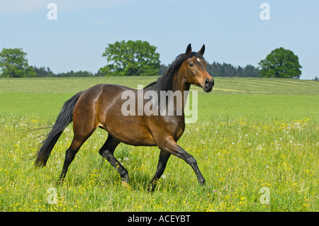 Trakehner horse trotting in a flower meadow Stock Photo