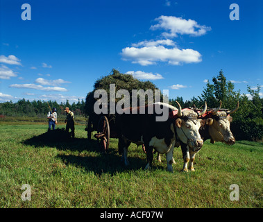 Farmers and Ox pulling hay ns Stock Photo