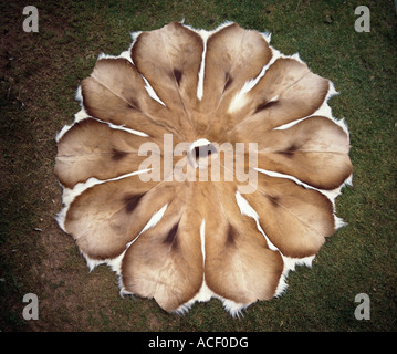 Springbok Backside Pattern Skin of a springbok Stock Photo - Alamy