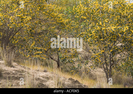 Golden wattle (Acacia pycnantha) tree in flower next to the path to the Roman theatre, May, Soli, Northern Cyprus, Europe Stock Photo