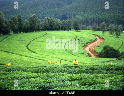 Workers tending to tea hedges on a tea plantation near Tzaneen, Limpopo Province; South Africa Stock Photo