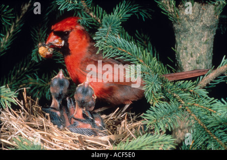 A red male Northern Cardinal Cardinalis cardinalis carries food in its beak to feed his three hungry newly hatched chicks Stock Photo