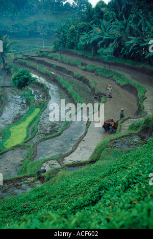 Looking down at terraced rice paddies in Bali Indonesia A pair of oxen pull a plow in a field Stock Photo