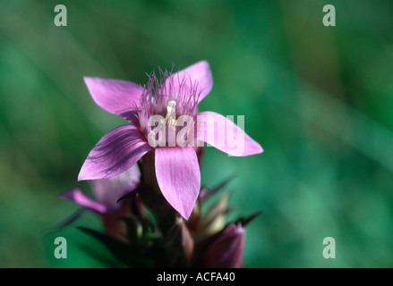 Enzian gentiana germanica in the Bavarian Alps Germany Stock Photo