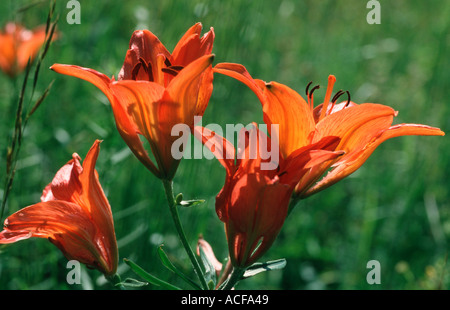 Wild orange lily flower in Bavaria Germany Stock Photo