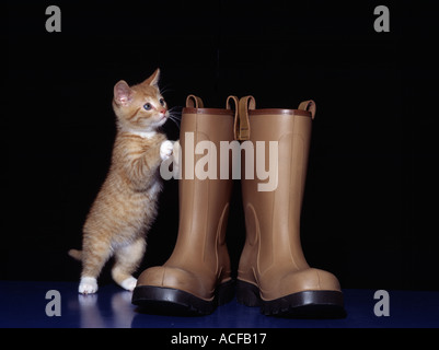 Puss and boots Stock Photo