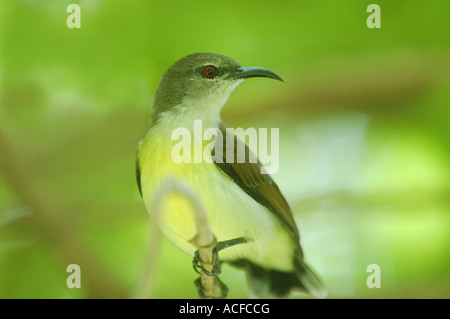 Purple-rumped Sunbird sitting in a tree in Giritale, Sri Lanka Stock Photo