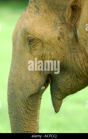 Close-up of a Male Asian Elephant at Kaudulla National Park, Sri Lanka Stock Photo