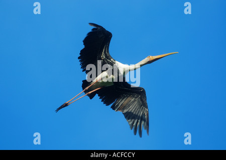 A Painted Stork flying over Kaudulla National Park, Sri Lanka Stock Photo