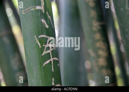 Chinese characters scribed onto Bamboo Stock Photo