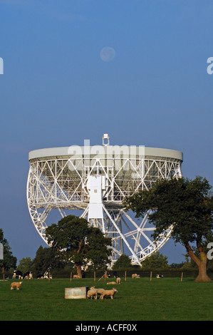 The Lovell Telescope at Jodrell Bank Observatory, Cheshire, England, rising above grazing sheep in rural landscape under clear sky with moon visible. Stock Photo