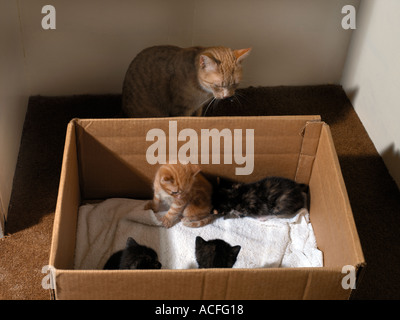 Mother cat with her kitten in a box both sticking out their heads only Stock Photo Alamy