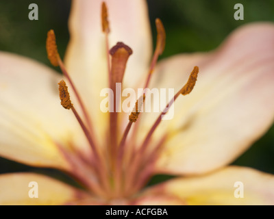 Peach Lily Abstract Stock Photo