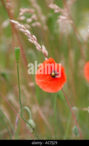 WILD FIELD POPPY GROWING IN THE EAST NEUK IN THE KINGDOM  OF FIFE, SCOTLAND.UK. Stock Photo