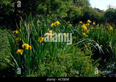 Yellow Irises(Iris pseudacorus). Growing Around A Pond.