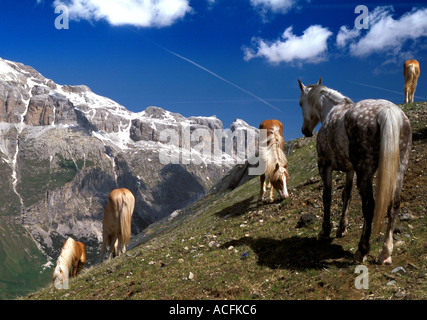 Italian dolomite mountain landscape with wild horses grazing in landscape format Stock Photo