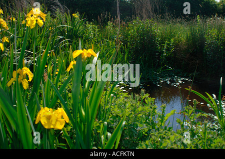Yellow Irises(Iris pseudacorus). Growing Around A Pond.