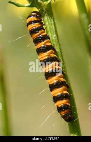 Cinnabar moth larva tyria jacobaeae on ragwort Stock Photo