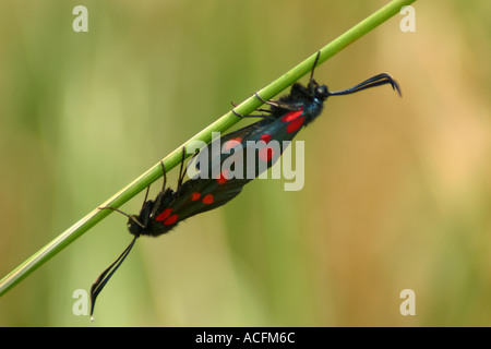 5 spot burnet moths mating Zygaena trifolii Stock Photo