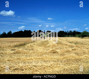 harvest time for ripe golden corn in the irish landscape, Stock Photo