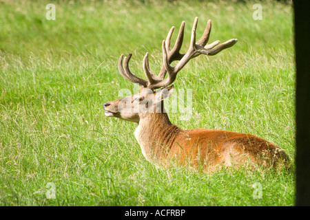 Red Deer (Cervus elaphus scoticus) Peak District Derbyshire United Kingdom Stock Photo