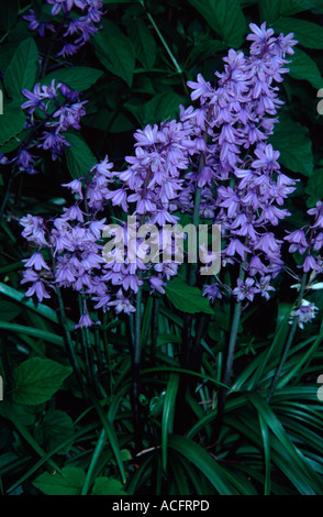 English native bluebells (Hyacinthoides non-scriptus syn. scilla non scripta), Royal Victoria Park, Bath Spa, Somerset, UK Stock Photo