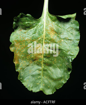 Sugar beet rust Uromyces betae pustules on a sugar beet leaf Stock Photo