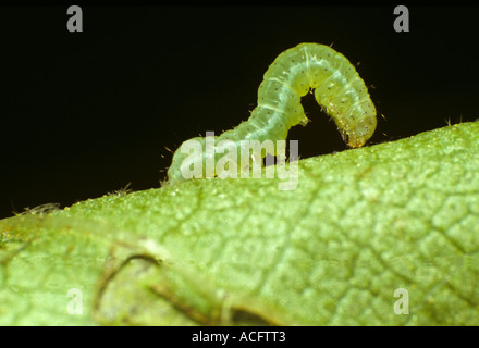 Angle shades moth Phlogophora fuliginosa early instar caterpillar looping on a leaf Stock Photo